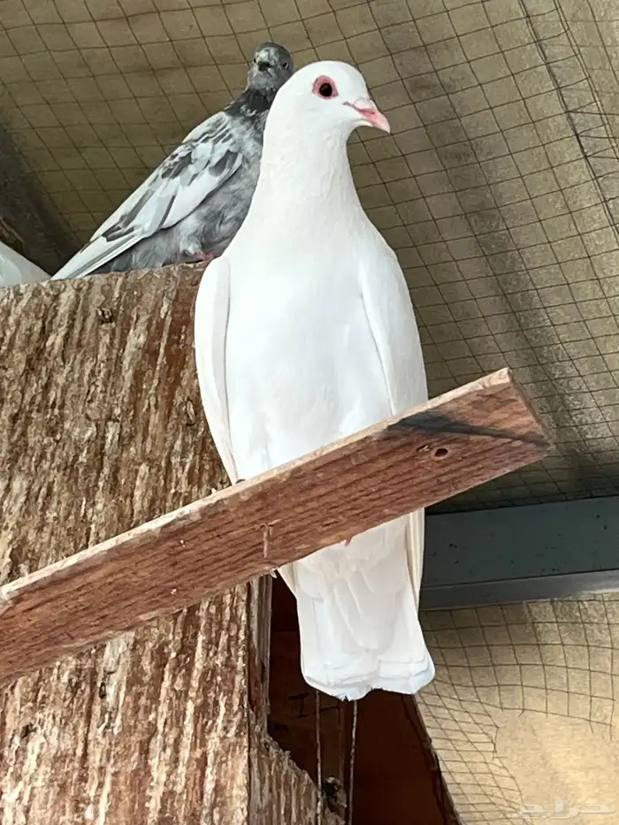 الجبيل. هجرة الهداء 0