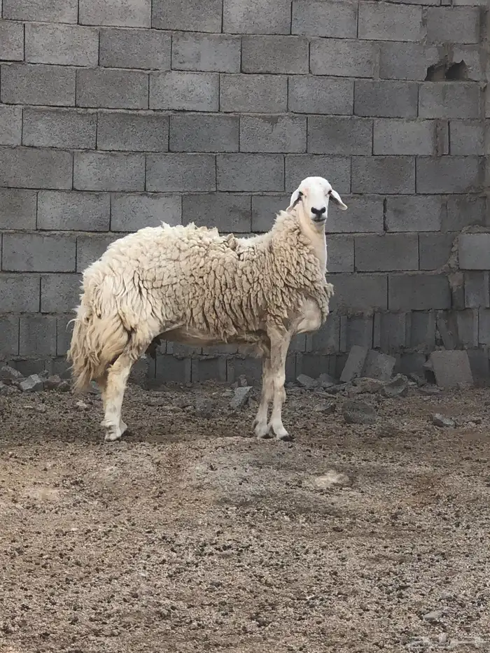 غنم مسروقه العدد 4 كما واضح في الصورة 3