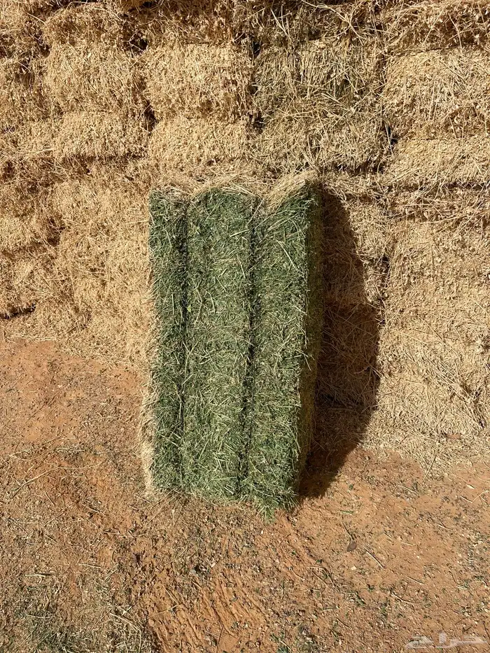 برسيم صافي و مخلوط من بسيطا 10