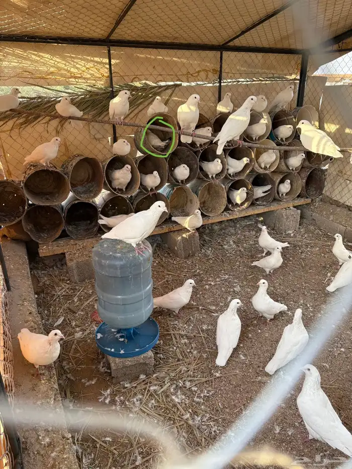 حمام فرنسي 3