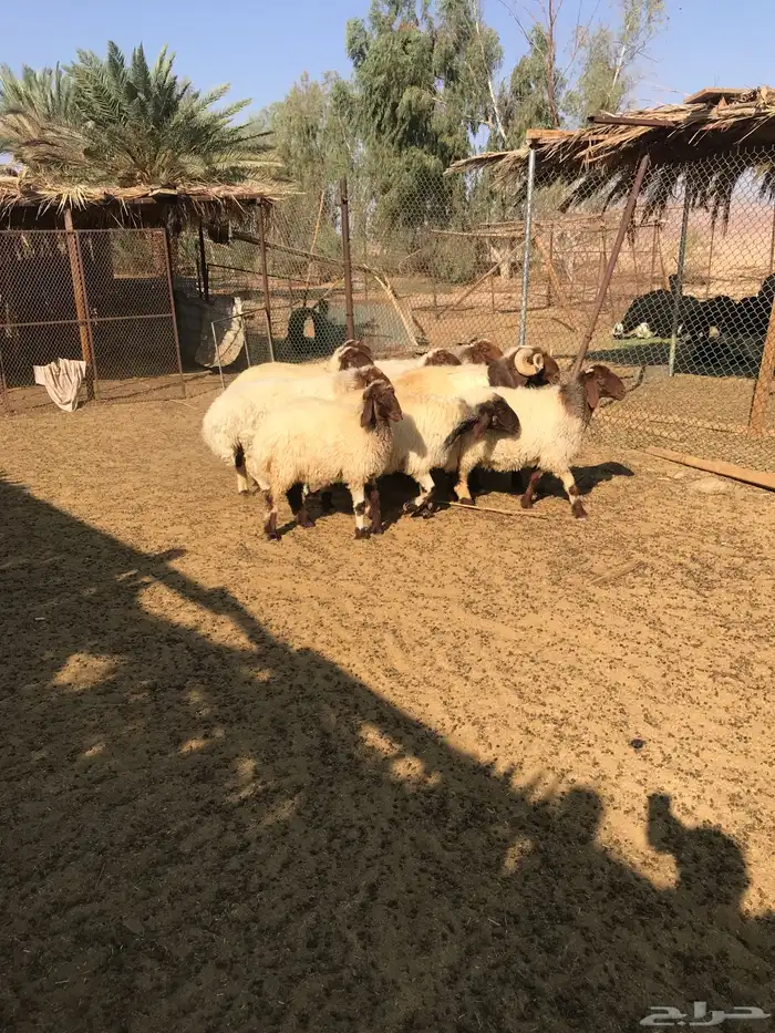 شياه نعيم صنف للبيع 2