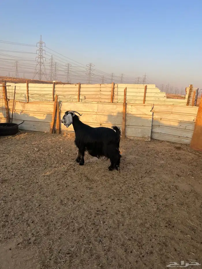 ماعز عوارض دفيع وحليب 12