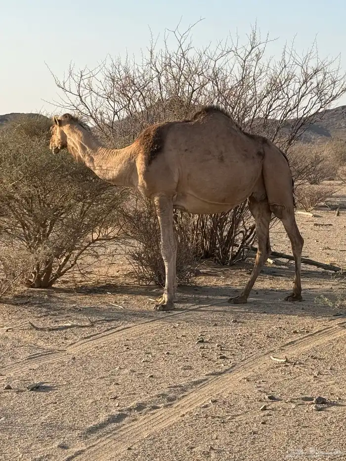 ناقه مموت لي البيع 1