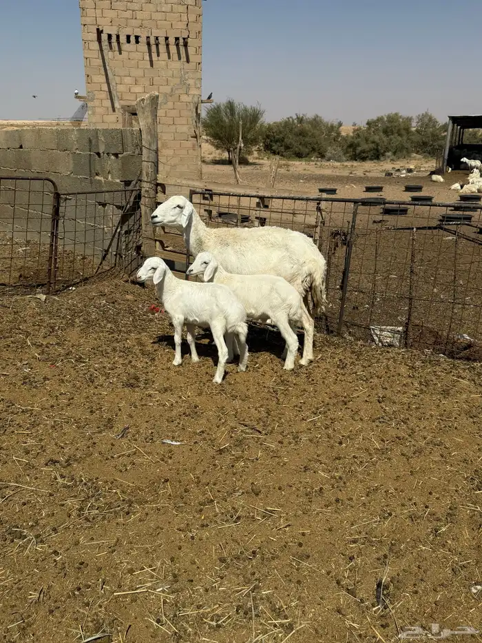 شاة والد حرية خلفه حدرها 2 خروف ورخل 1
