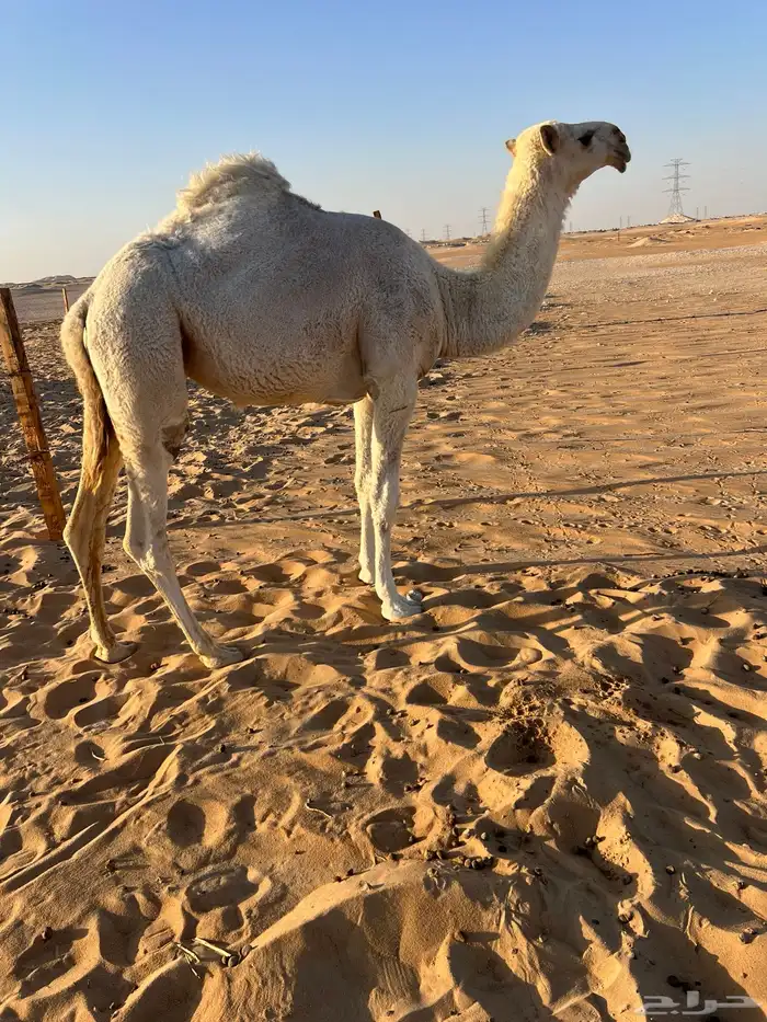 بكره وضحاء 0