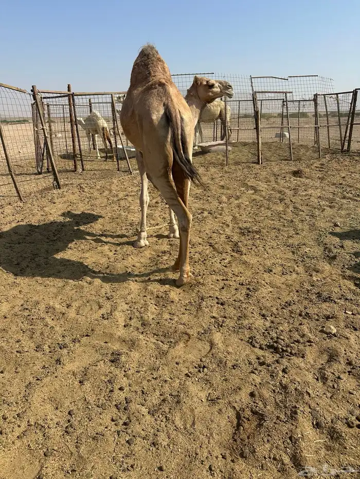 ناقه لقحه 5