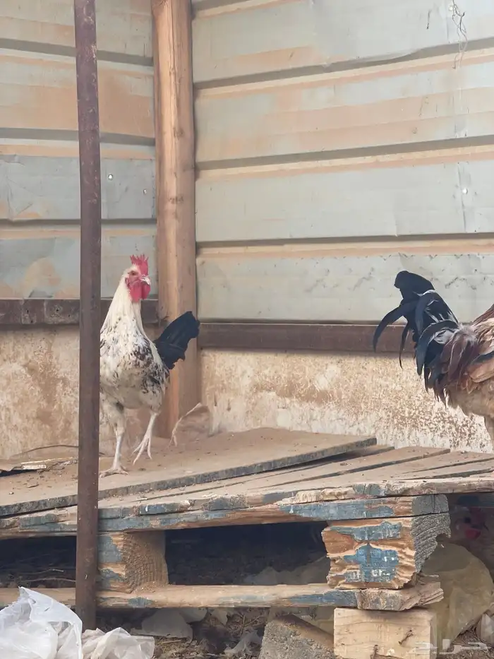 ديك عدد 2 طيبات بالحيل 2