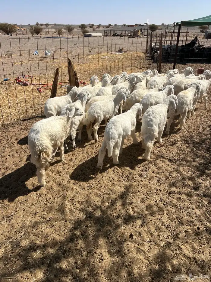 بهم تربيه من شهرين ونص إلى ثلاثة بهم نظيف العدد45 راس 5