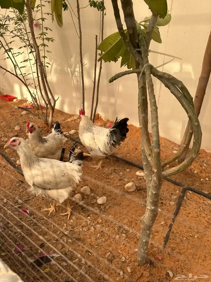 دجاج فرنسي كولمبي 4