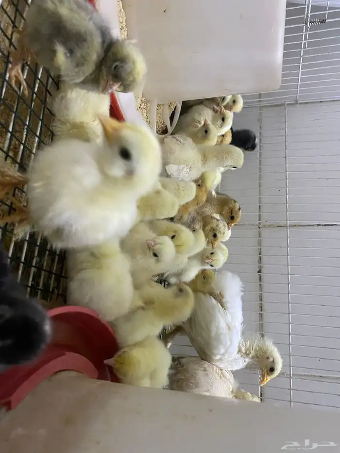 صيصان كوشن 0