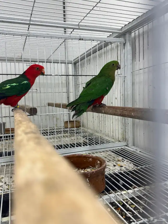 زوج كينق باروت بالغ وجاهز للانتاج 2