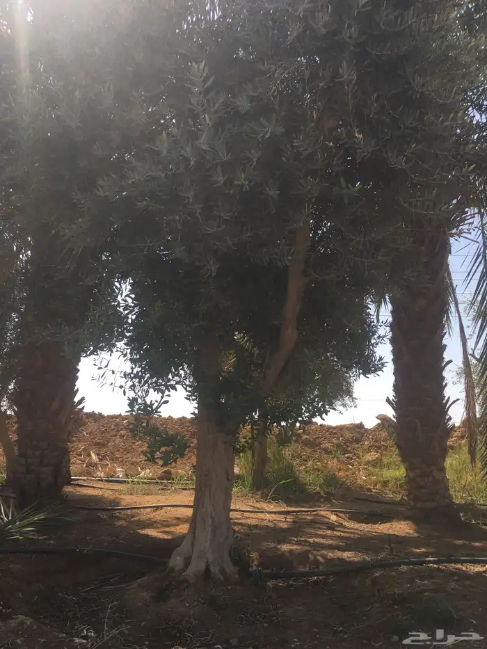 شجرزينون اشجار زيتون زيتون معمر 3