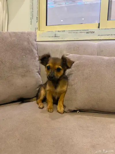 كلاب شيواوا index