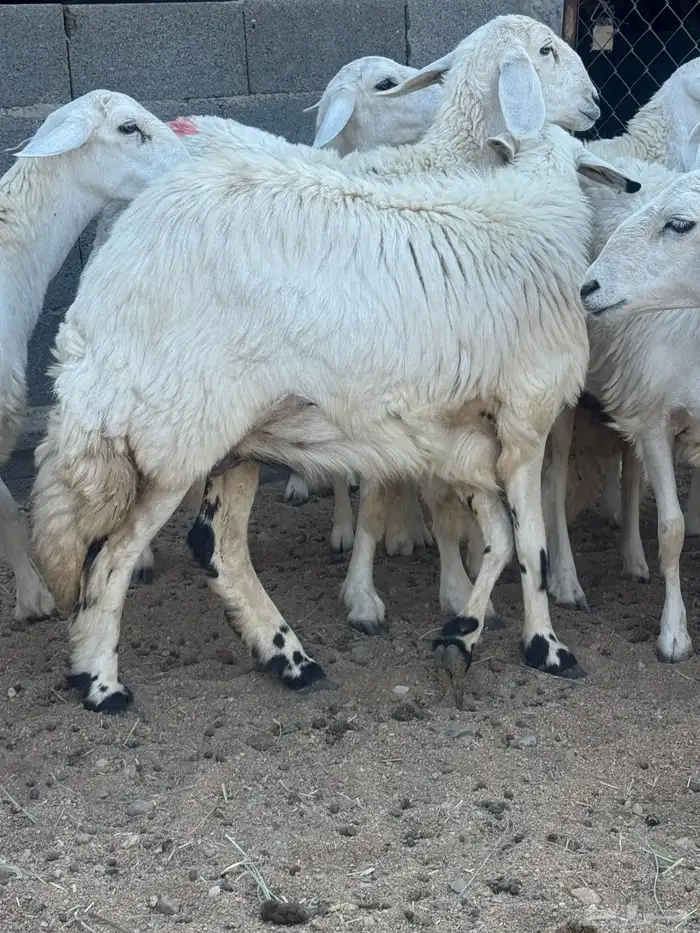 رخال صنف دفيع 17