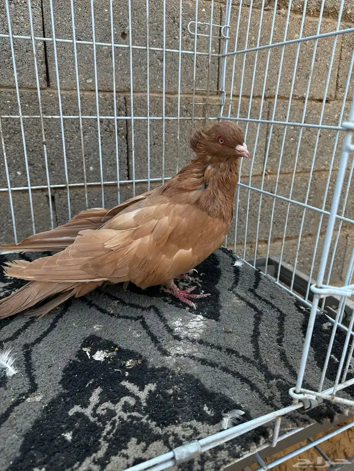 ذكر مصري اصفر مقبع 4