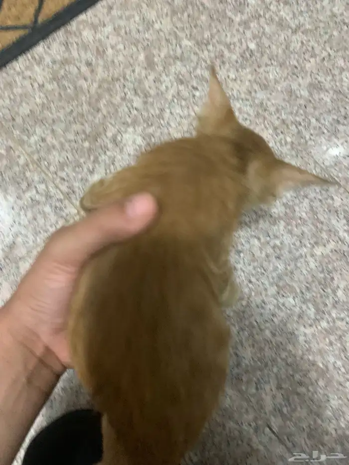 قطط للتبني 1