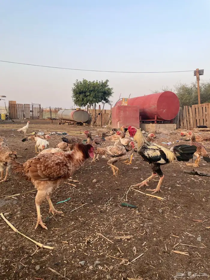 دجاج فارسي مع باكستاني 1