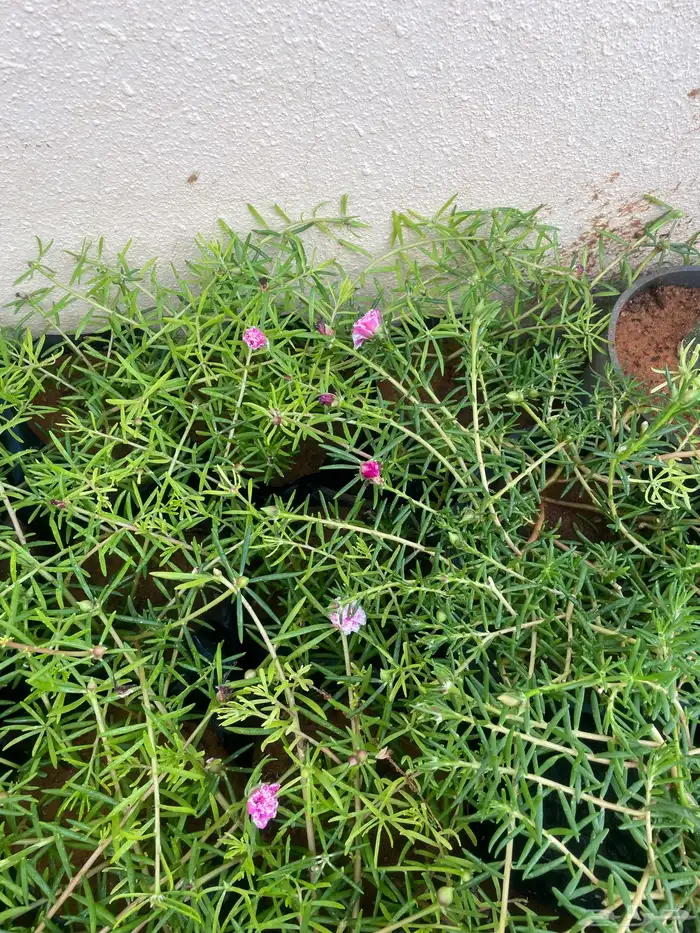 جميع الشتلات المعروضه ب 3 ريال بس العرض لنفاذ الكميه 18