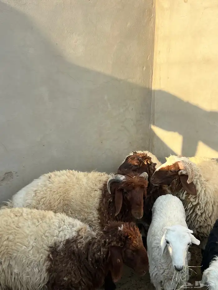 ثلاث خرفان   و 2 رخله 0