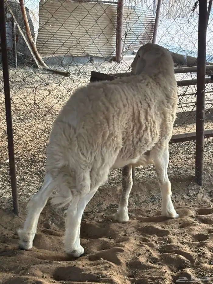 طلي فحل. صنف من اصول طيبه 4