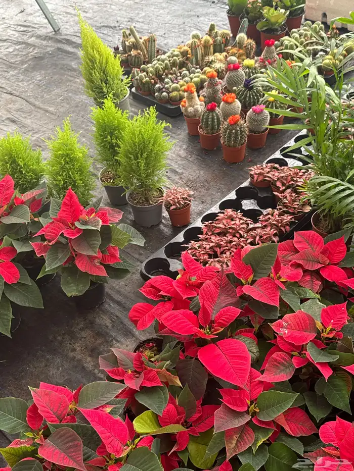 نباتات وأشجار طبيعي 10