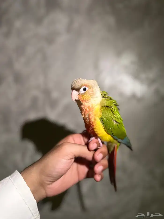 فرخ كنيور اناناس دبل رد فاكتور 0