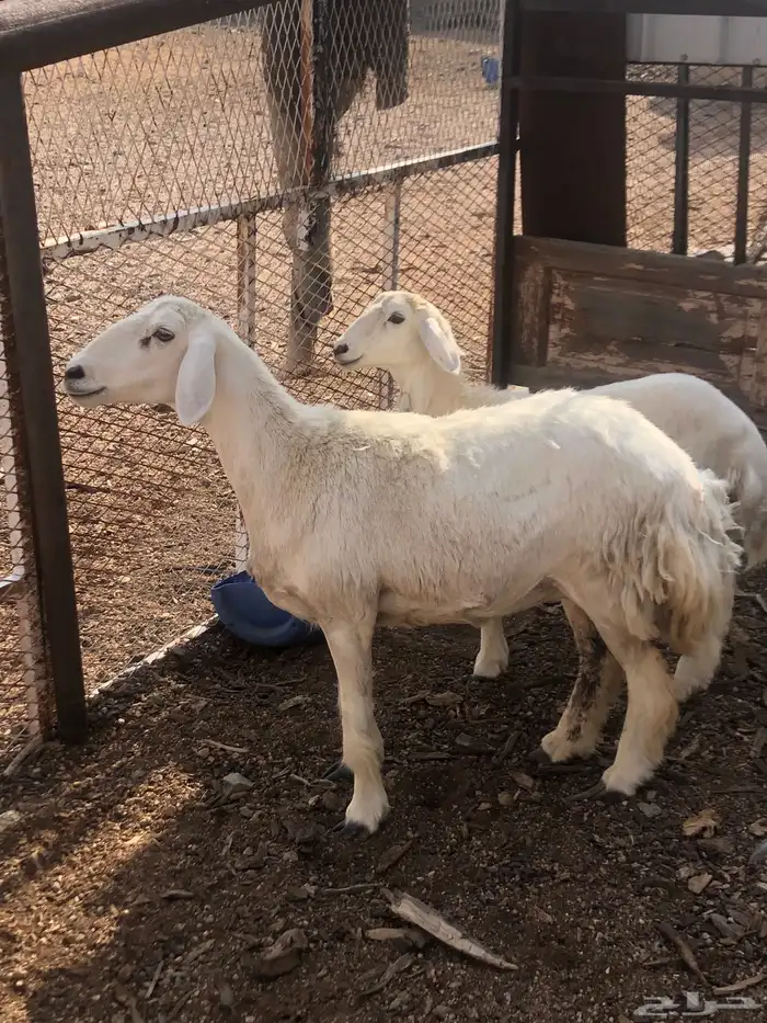 غنم مسروقه العدد 4 كما واضح في الصورة 6