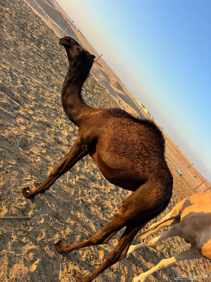 camel for sale جمل بكرا 0
