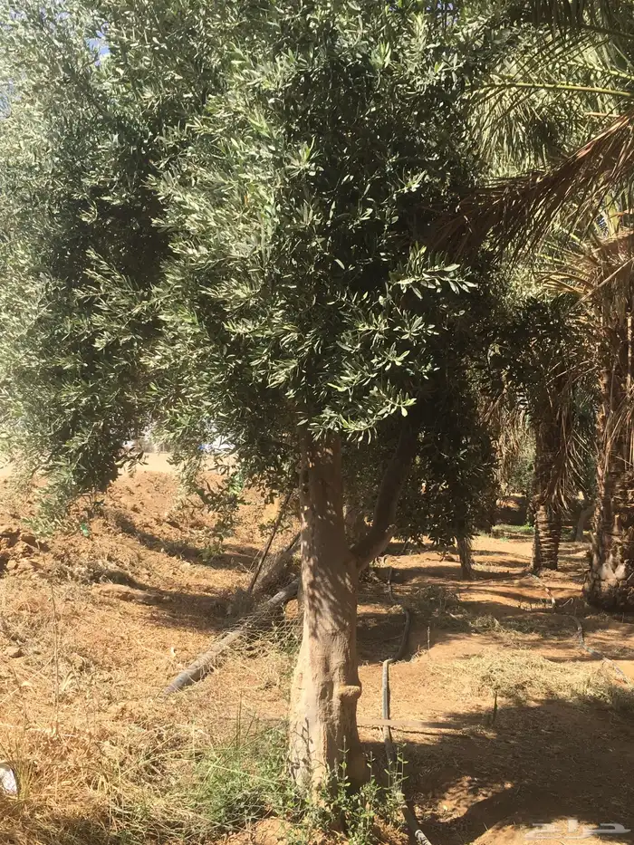 شجرزينون اشجار زيتون زيتون معمر 8