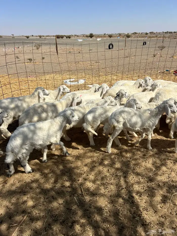 بهم تربيه من شهرين ونص إلى ثلاثة بهم نظيف العدد45 راس 14