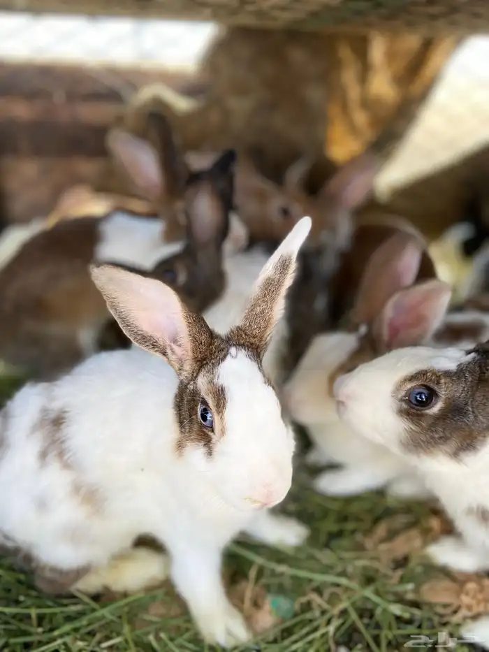 أرانب للبيع 7