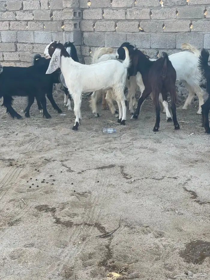 عنقان معزا 2