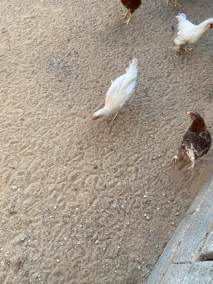 دجاج لوهمان 1