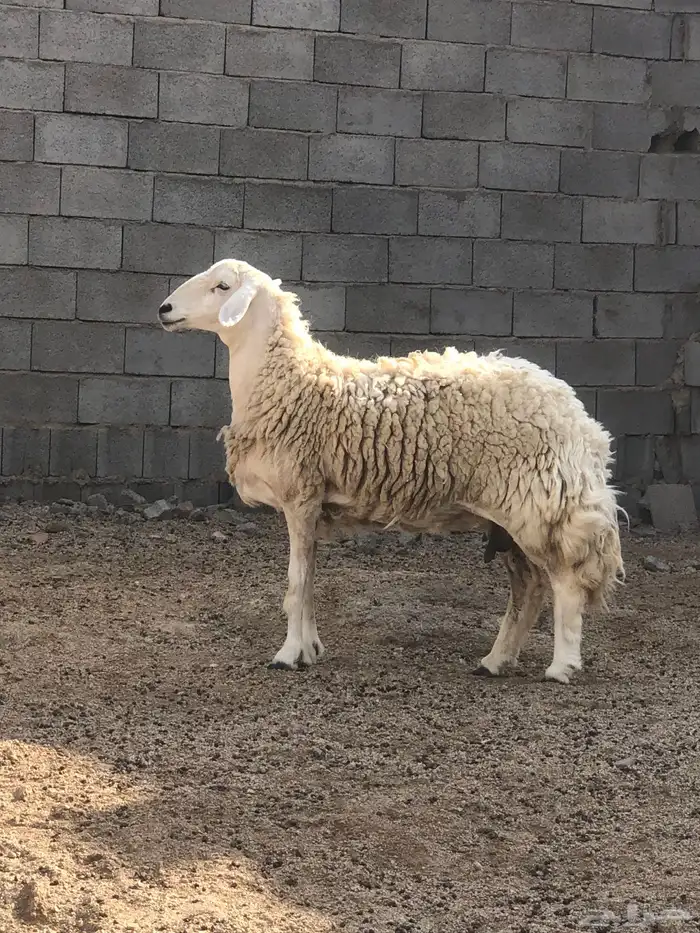 غنم مسروقه العدد 4 كما واضح في الصورة 2