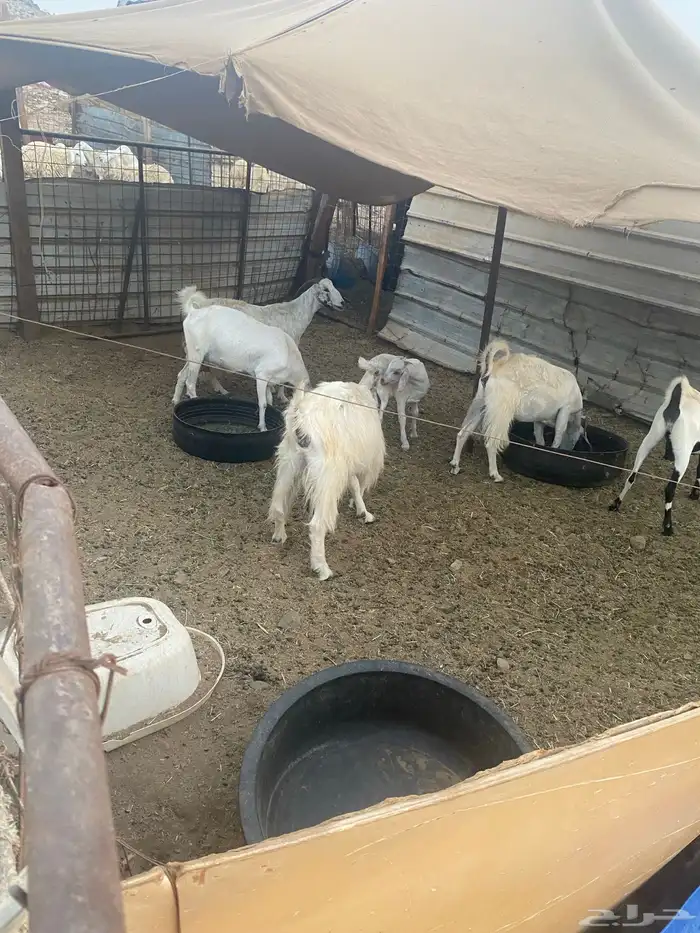 معزا بيشيات دفيع شرط 4
