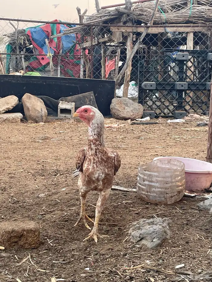 دجاج فارسي مع باكستاني 18