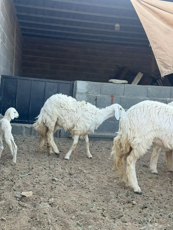 رخال صنف دفيع 7