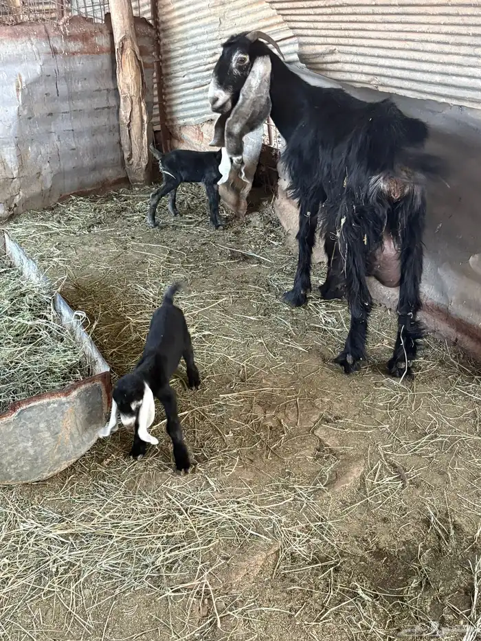 عنز عارضيه اصل معها تيسين 5