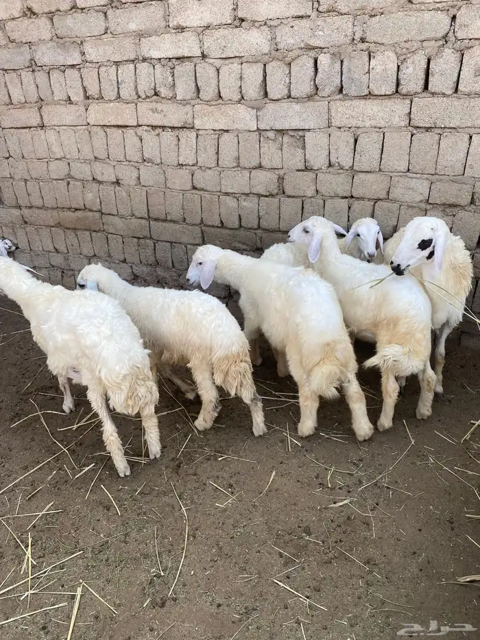 طليان حري 1