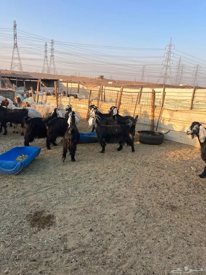 ماعز عوارض دفيع وحليب 11