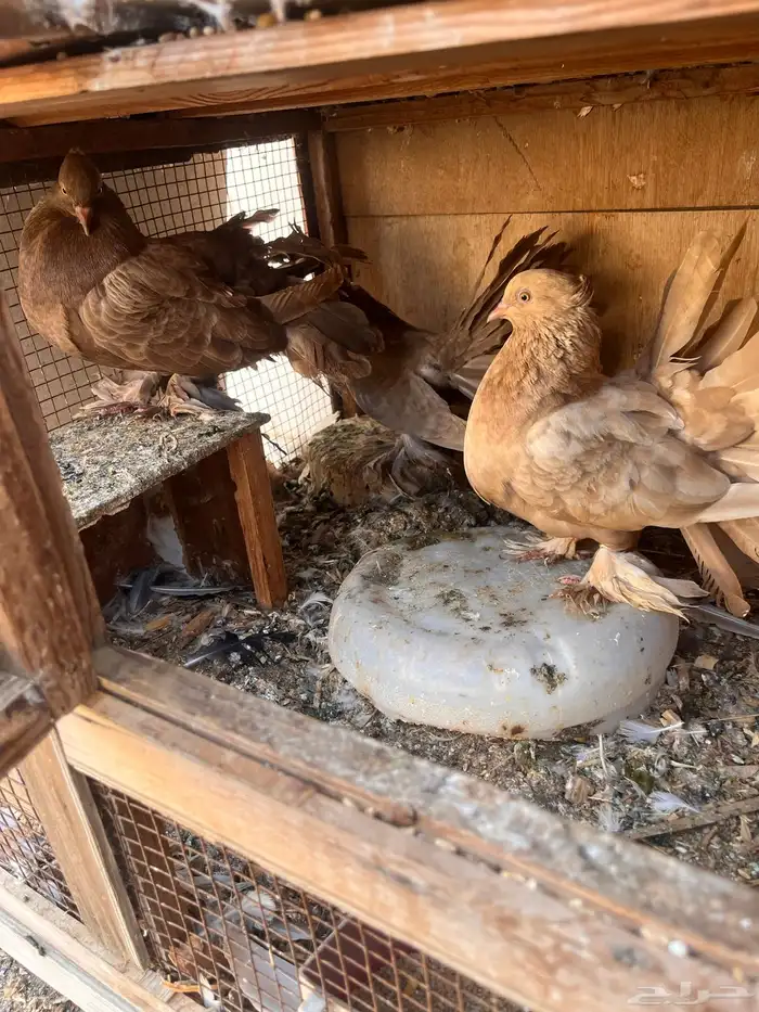 حمام للبيع الحق ماتلحق 3