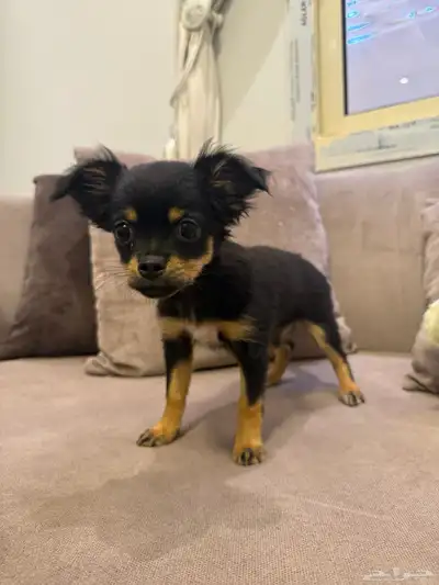 كلاب شيواوا index