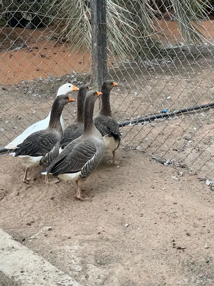 الخرج العفجه 1