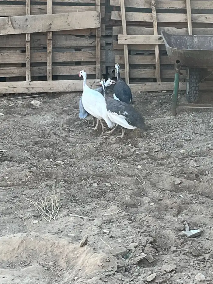 طقم دجاج حبشي 5