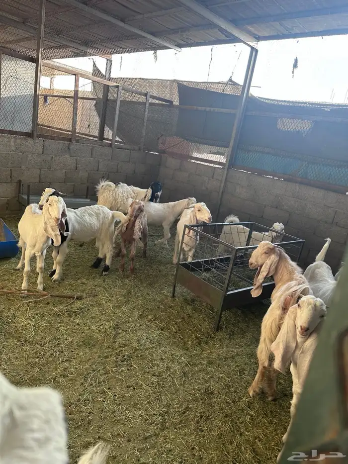 للبيع تيوس 0