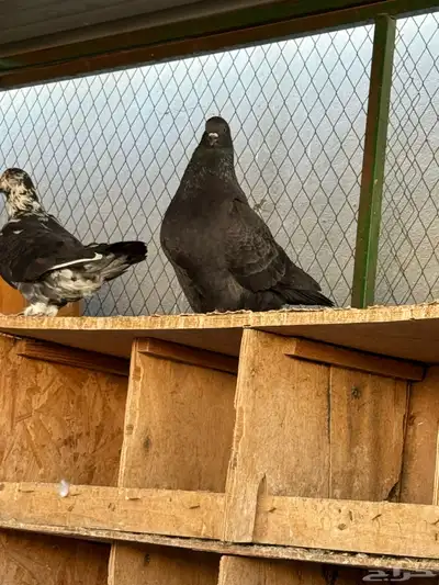 للبيع مجموعة حمام زينة index