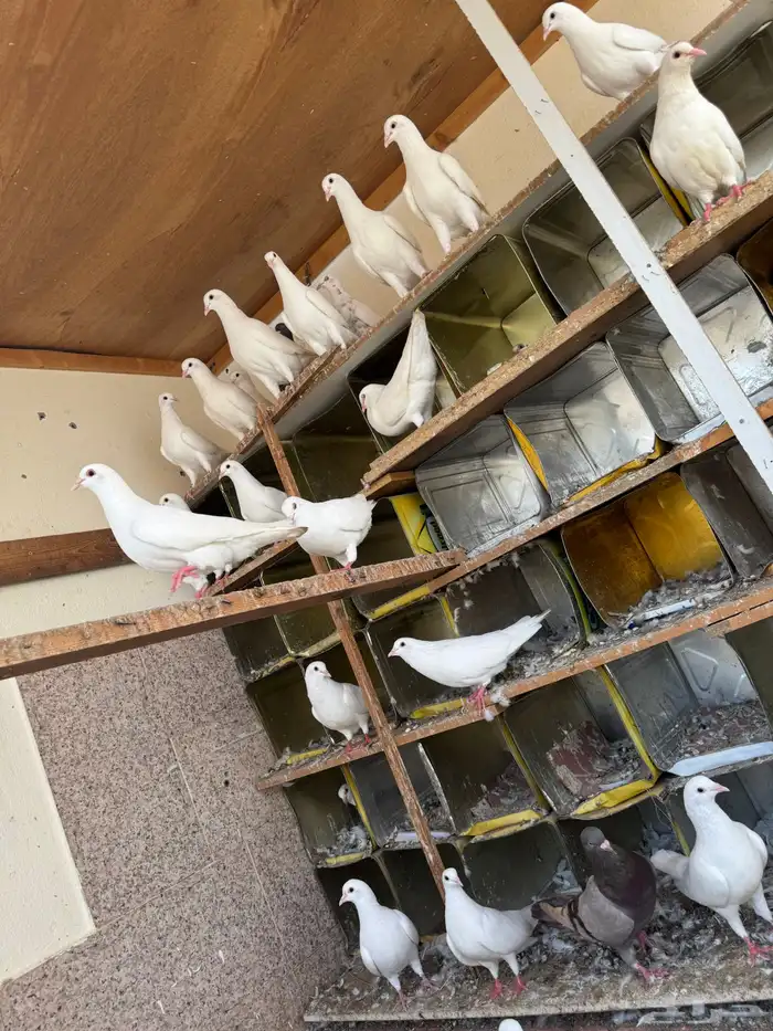حمام فرنسي جامبو 5