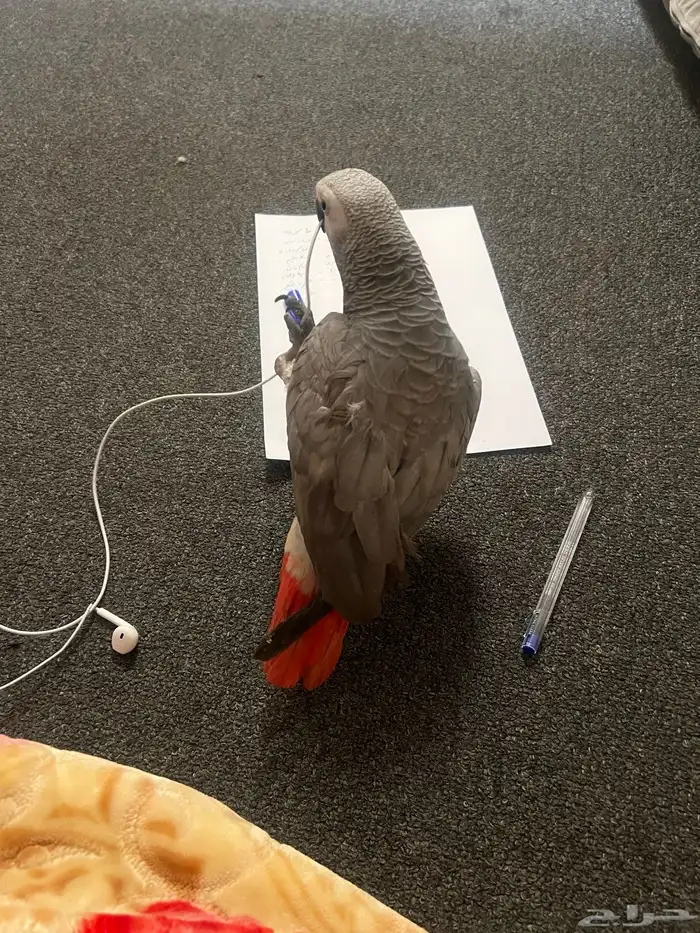 كاسكو افريقي 1