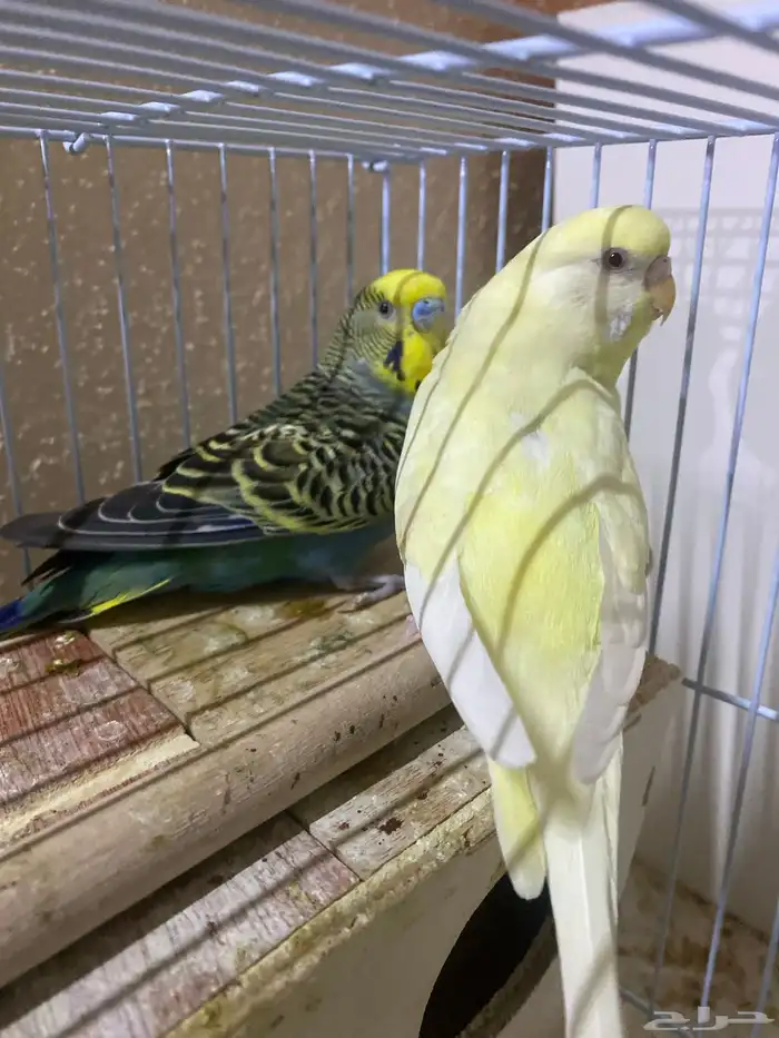 طيور حب غير اليف 3