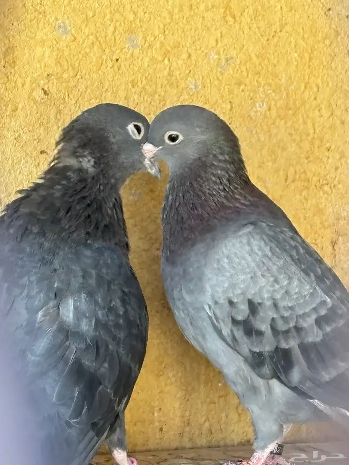 حمام صنعاوي صنعاني 4